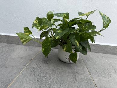 Money plant