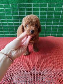 Teddy Toy Poodle Puppies 0203A