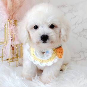 Maltipoo