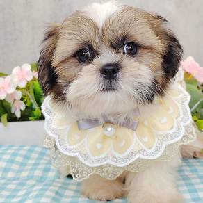 Shih Tzu