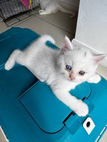 Oddeye Non Standard Munchkin BSH Kitten Male