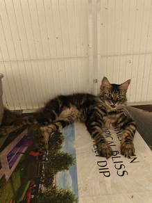 maine coon