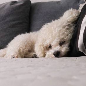 Furbaby Bichon friendly playful adorable little pu