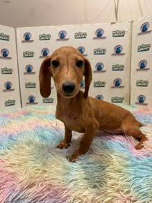 Daschund puppy