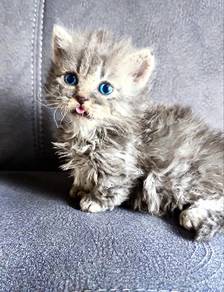 Munchkin / lambkin