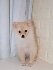 J0468 Pomeranian Toy Fox Puppy
