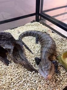 Blue tongue skink for sale!