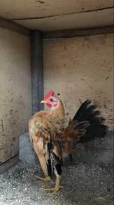Ayam serama