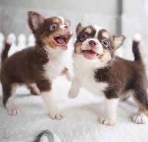 CHIHUAHUA PUPPIES VIP150🌷Head Apple Small