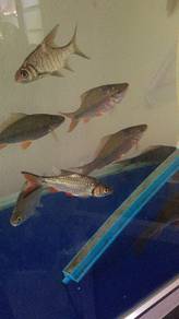 ikan sungai pipi merah lampan terbul