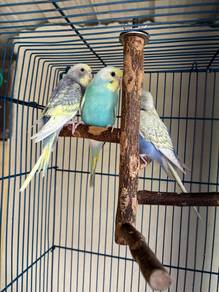 Burung Budgie RB & Bahan RB