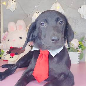 Labrador