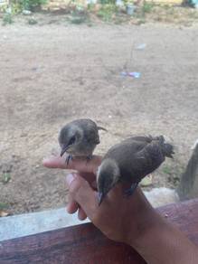 anak muda burung merbah
