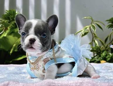 FRENCH BULLDOG PUPPIES VIP150🌻 Blue Pied Female
