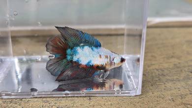 Female Betta Ikan Laga Betina