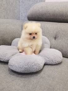 Tiny Pomeranian female