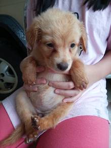 Toy Poodle 