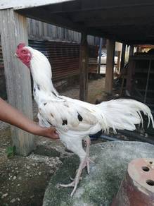 ayam baik