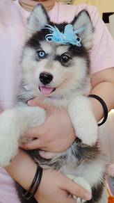 Husky