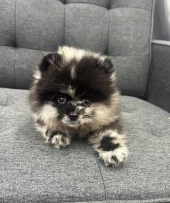 博美男
Pomeranian 
Male
M-302
Dob -02-07-26