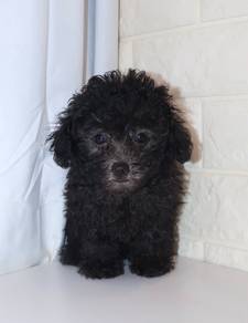 J0454 Grey Poodle Curly Fluff Puppy