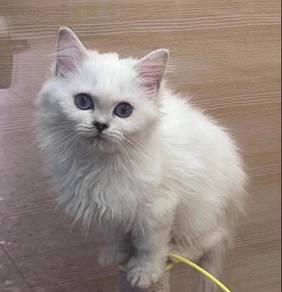 white British Long Hair cat for Sale