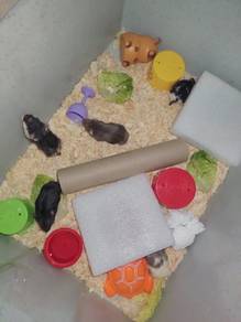 Hamster Pet