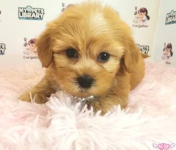Maltipoo