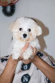 J0713 Bichon White Fluffy Cute Companion Puppy