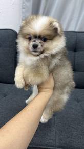 花色博美男fancy
Pomeranian Male 蓝眼睛 blue eyes