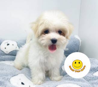 GAPP66 Maltipoo Maltese x Poodle white haired dogs