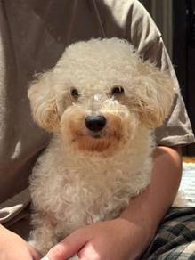 Affectionate Poochon for Rehoming