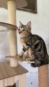 Kucing Bengal Marble + Persian + DLH