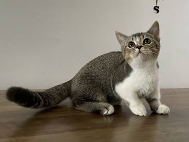 Munchkin Standard (Male)