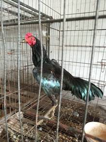 Ayam sabung