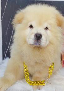 Chow Chow