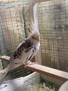 Cockatiel Jinak