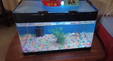 fish aquarium