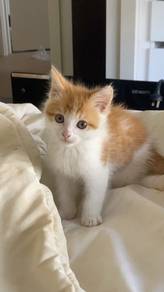 Orange Mix Tabby Bengal Kitten