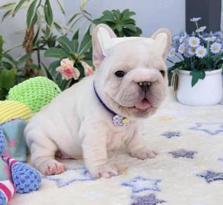FRENCH BULLDOG PUPPIES VIP815🌻 Cream Premium
