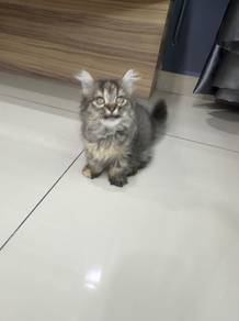 Longhair Munchkin kitten