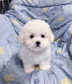 GPP1288 Bichon Frise awesome mini type puppy