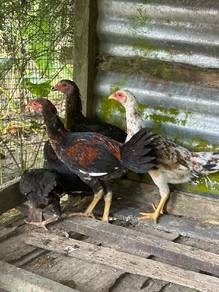 Ayam Kampung Dan Itik 