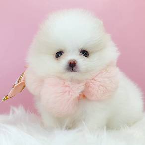 Pomeranian