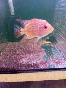 flowerhorn