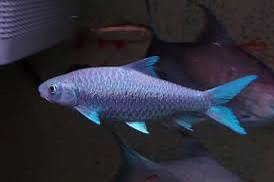 Blue kelah baby