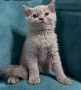 British Short Hair BSH