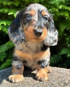 HHHT-7070 Mini Dachshund long haired puppies