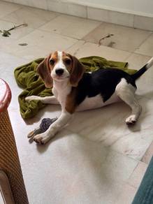 Beagle Puppy For Sale