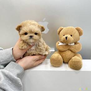 Maltipoo